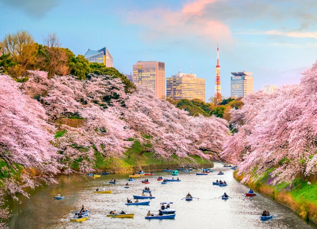 Cherry blossom season in Japan