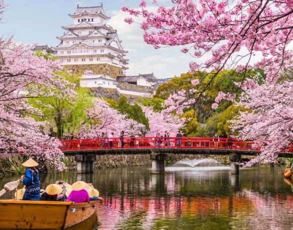 Japan cherry blossom forecast
