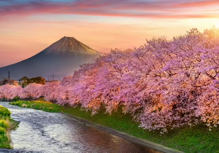 best cherry blossom spots Japan