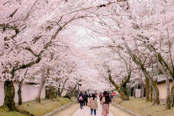 Japan cherry blossom forecast