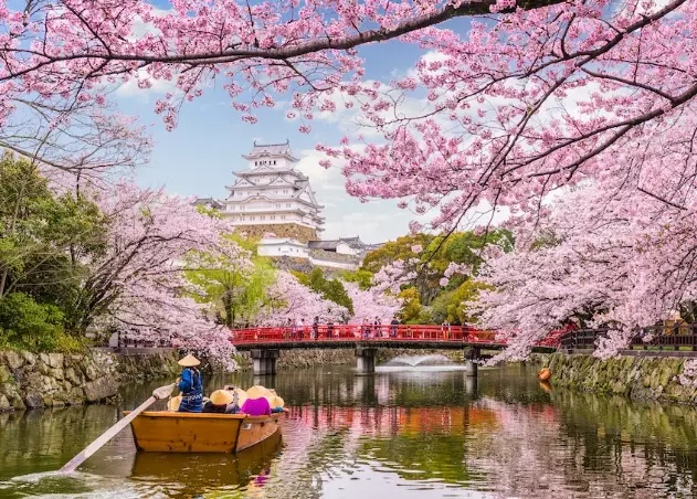 best cherry blossom spots Japan